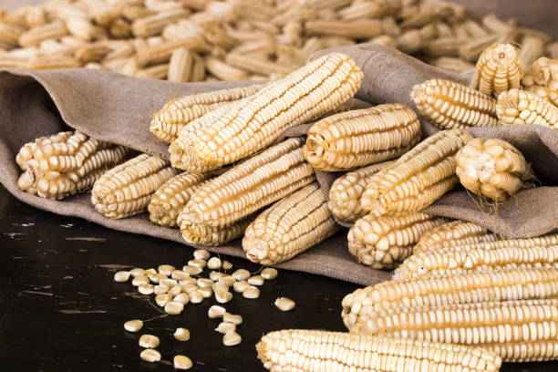 istock Corn cobs and scattered grains in burlap on a dark surface against the background of harvested crops. 937890732