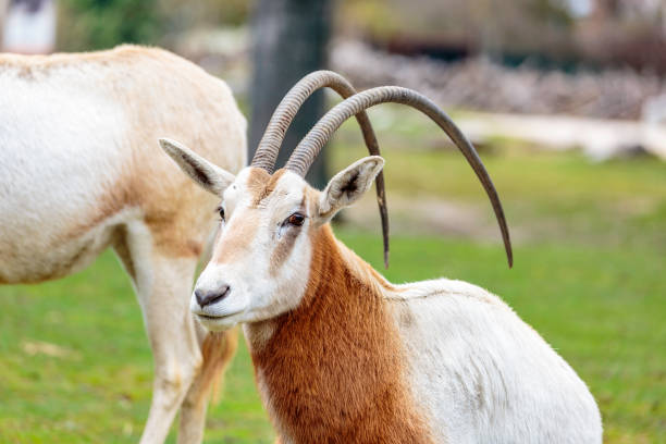 the sahara oryx - sub saharan africa imagens e fotografias de stock