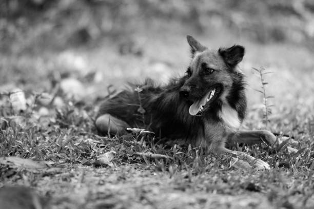 istock Poor Dog Infected with Rabies 937891506