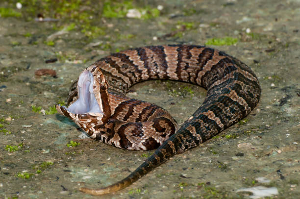 istock Juvenile Cottonmouth Snake 937895062