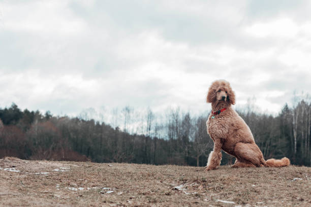 istock standard royal poodle is apricot-colored. Walk on nature in the spring. 937895156