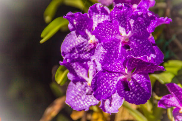 Vanda Sansai Blue orchid flowers under sunshine look like purple orchid . Vanda coerulea, commonly known as blue orchid, blue vanda or autumn lady's tresses.