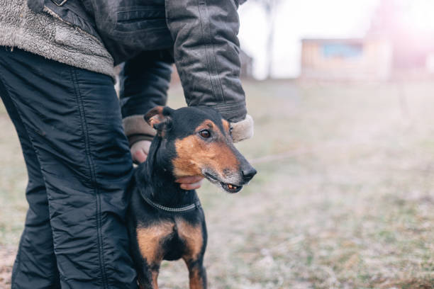 istock Agressive dog. Hybrid dobermann and miniature pinscher. 937896116