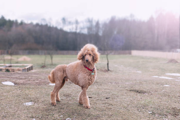 istock standard royal poodle is apricot-colored. Walk on nature in the spring. 937896236