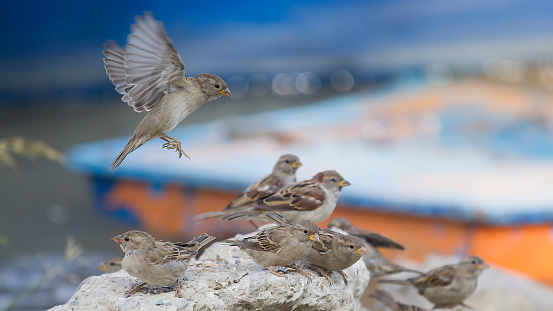 Flock of house sparrows, Passeridae, Passer domesticus, are playing on the rock in the summer evening, against bluish colorful background