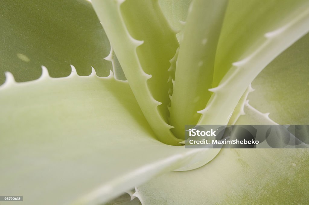 Médico aloe Ervas - Royalty-free Aloe Foto de stock