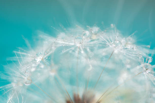 istock Macro of a dandelion with droplets on the delicate blue background. selective focus. 937906760