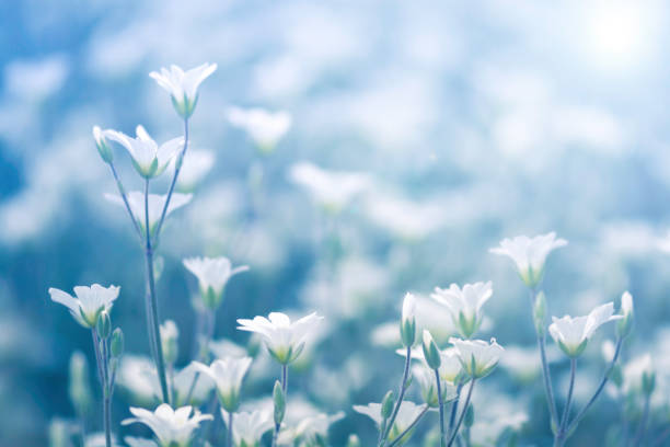 istock White wildflowers in the sunlight. Selective soft focus 937906788