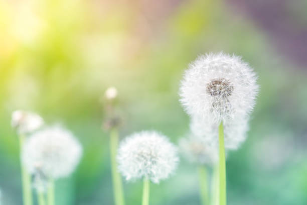 istock Delicate dandelions on a beautiful background . Dandelions with sunlight. 937906860