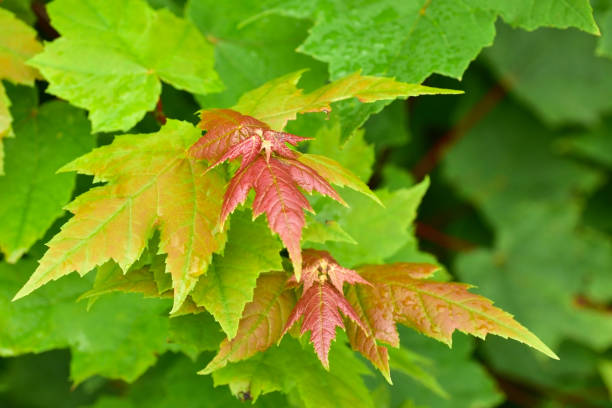 istock New Spring Maple Leaves Close Up Abstract 937907316