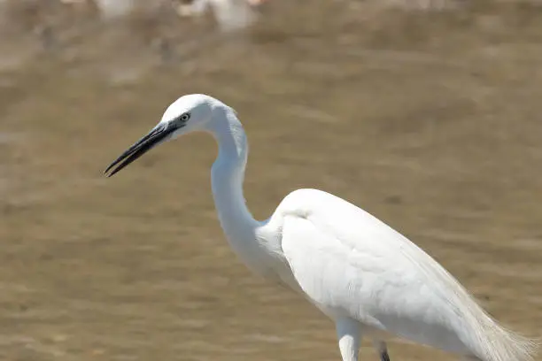 Little Egret, Egretta garzetta, white heron, walking in a mud swamp on a hot summer day and looking for meal.