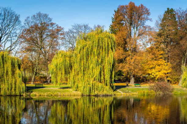 istock Park with a pond in autumn colors 937910790