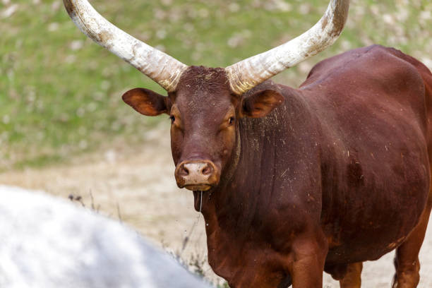 istock The Ankole Watusi 937911346