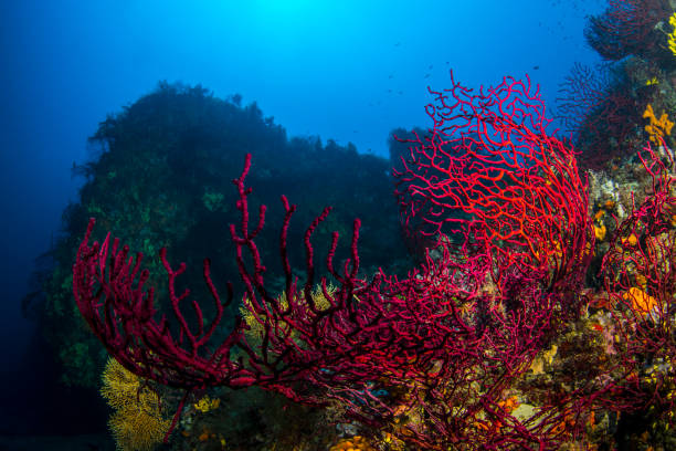 istock Gorgonia Garden 937911400
