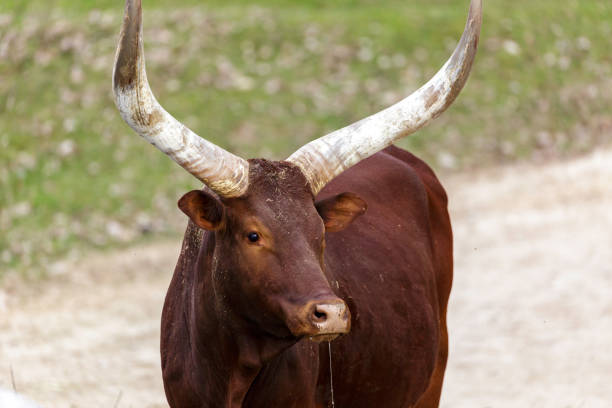 istock The Ankole Watusi 937911520