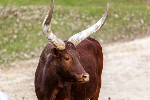 istock The Ankole Watusi 937911544