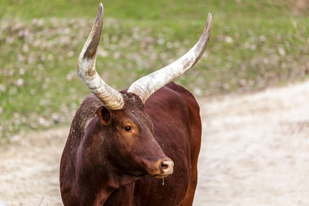 istock The Ankole Watusi 937911554