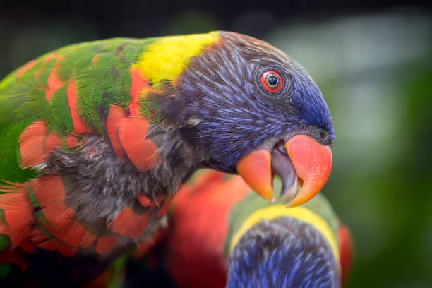 istock Bright and colorful lorikeet (Lorinae) sitting on a wooden pole 937912140