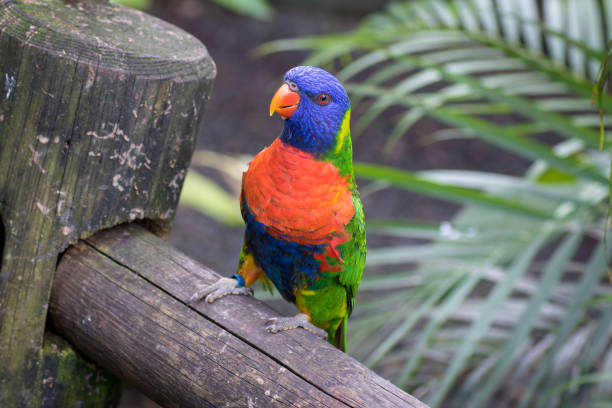 Bright and colorful lorikeet (Lorinae) sitting on a wooden pole Bright and colorful lorikeet (Lorinae) sitting on a wooden pole lory photos stock pictures, royalty-free photos & images