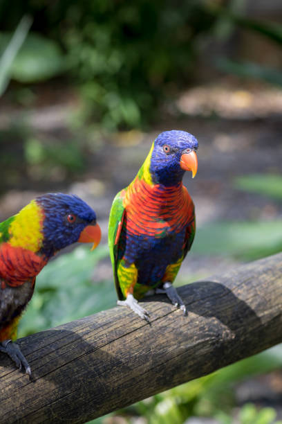 istock Bright and colorful lorikeet (Lorinae) sitting on a wooden pole 937912156
