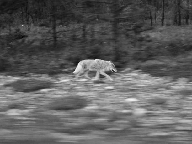 canada alberta parc national des glaciers carnivore monochrome - coyote desert outdoors day photos et images de collection