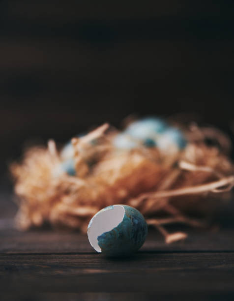 Blue quail eggs with nest on rustic wood table