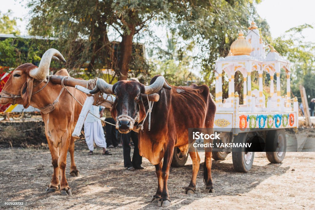 Indian decorated bull for Sankranthi Festival Indian decorated bull at the festival Art Stock Photo