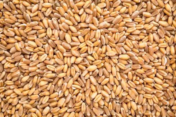 background of hard red winter wheat grain