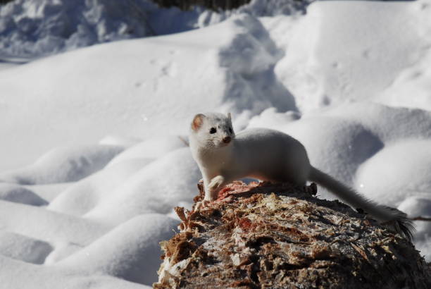 istock Herman The Ermine II 937928946