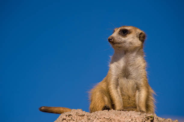 Meerkats in Perth Zoo