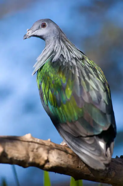 Photo of Colorful Pigeon Close Up Portrait