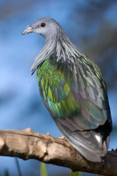 Photo of Colorful Pigeon Close Up Portrait