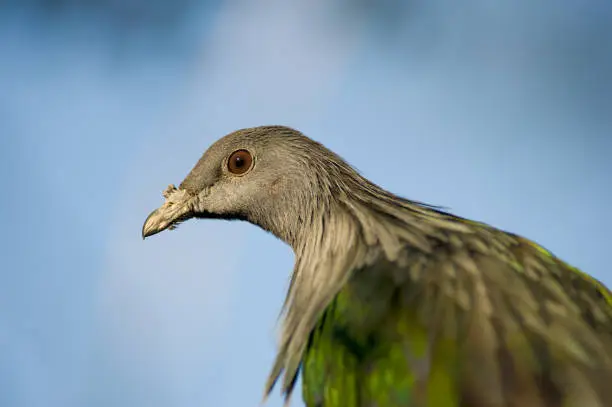 Photo of Colorful Pigeon Close Up Portrait