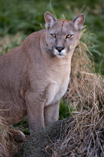 istock Cougar close-up - Puma concolor 937929190