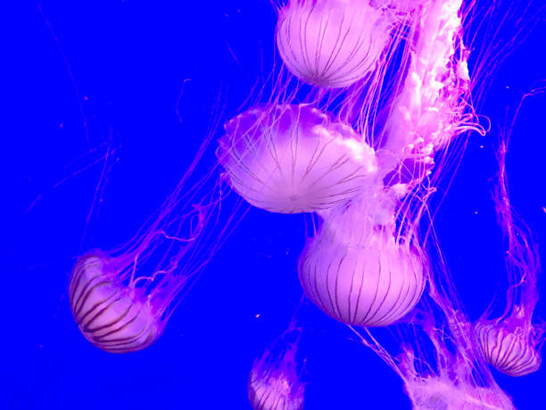 istock Jellyfish in Aquarium 937929950