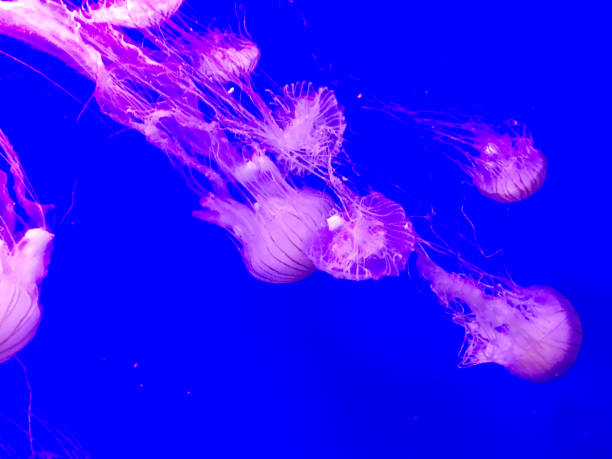 istock Jellyfish in Aquarium 937929954