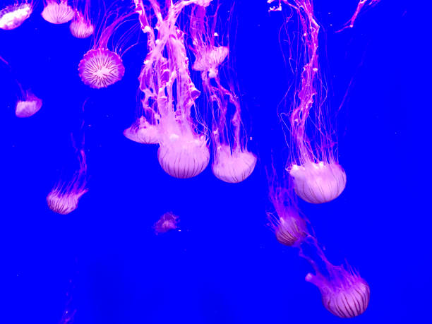 istock Jellyfish in Aquarium 937929956