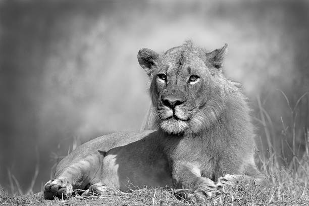 istock Young male lion in black and white 937930486