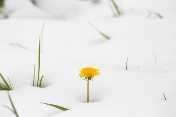 un pissenlit qui sortent d’un amoncellement de neige fondante en début de printemps - dandelion snow photos et images de collection