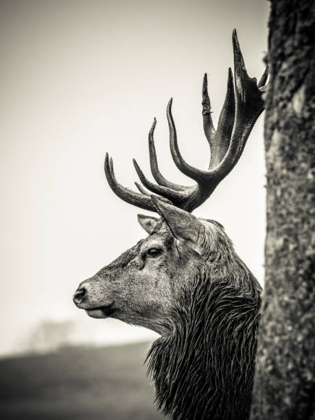 istock Portrait of a Red Deer Stag 937934284