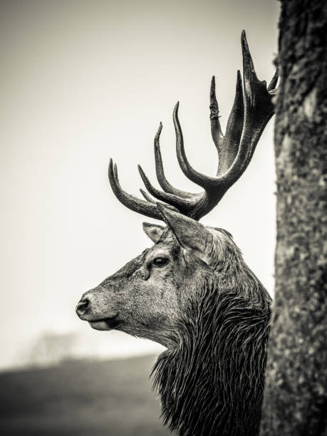 690+ Red Deer Stag Scotland Stock Photos, Pictures & Royalty-Free ...