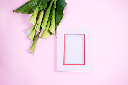 Pink modern blank frame top view calla flowers