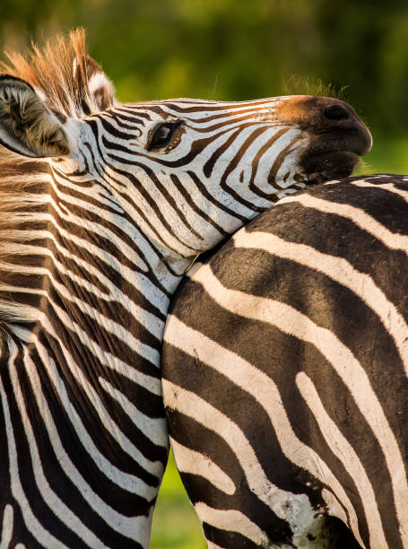 istock Close up of a wild African zebra 937936478