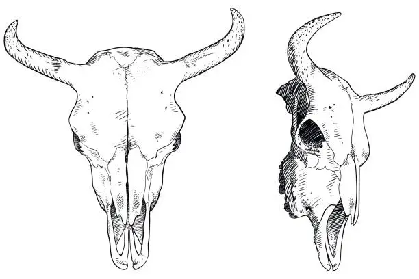 Vector illustration of Skull drawing