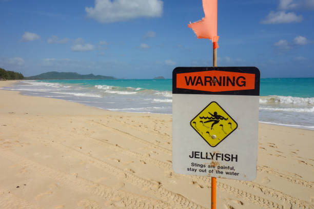 istock Hawaii beach jellyfish warning sign 937939266