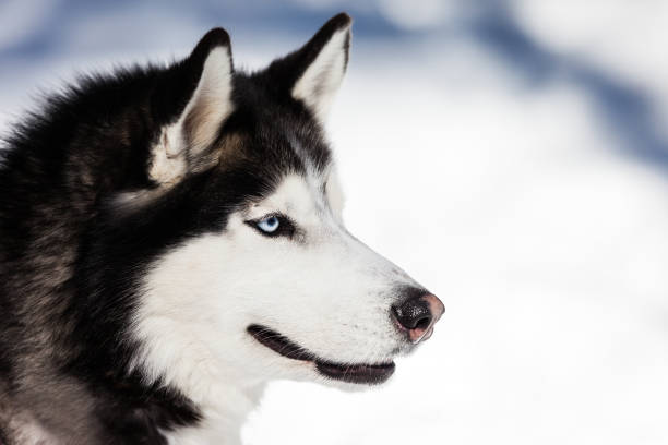 istock Cute siberian husky dog walking outdoor 937939970