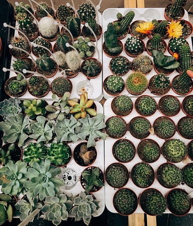 Overhead view of a variety of mini potted cacti