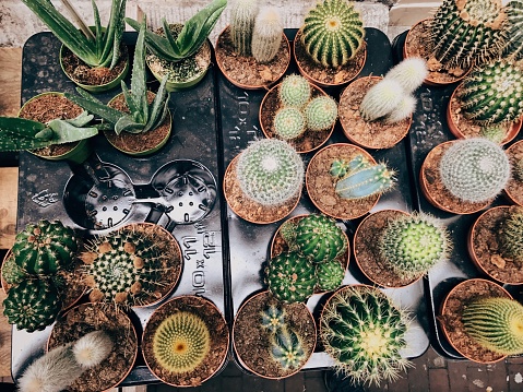 Overhead view of a variety of mini potted cacti