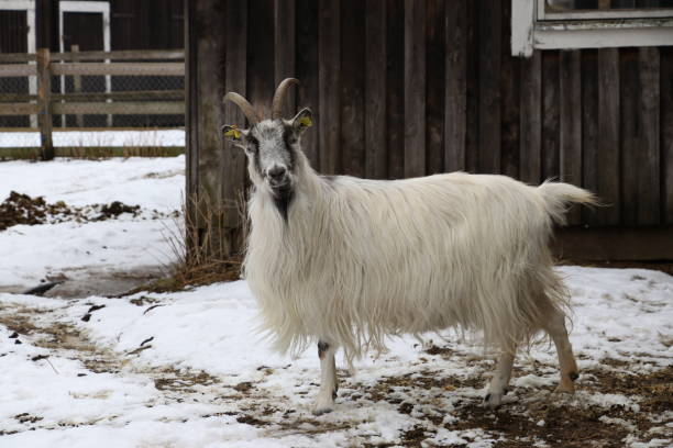 sueco "jamtget" (jamt-cabra) (capra hircus) - goat animal black domestic animals - fotografias e filmes do acervo