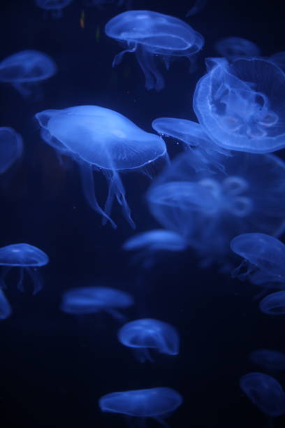 istock Jellyfish Glowing in Black Light 937942656